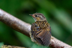 Prunella modularis occidentalis