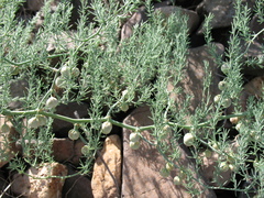 Asparagus brachyphyllus