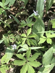 Erythronium propullans
