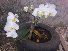 Phalaenopsis amabilis
