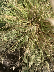 Poaceae