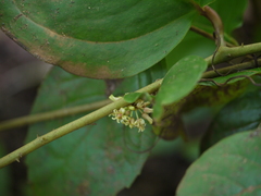 Smilax ovalifolia