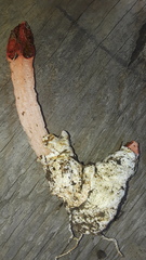 Lysurus mokusin