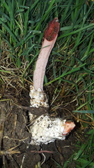 Lysurus mokusin