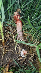 Lysurus mokusin