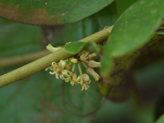 Smilax ovalifolia