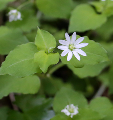 Stellaria sessiliflora