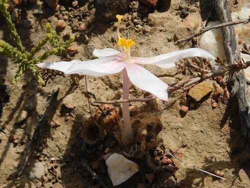 Gethyllis villosa