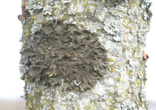 Lustrous Camouflage Lichen