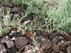 Asparagus brachyphyllus