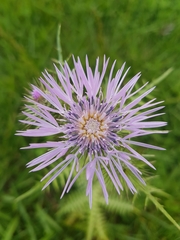 Galactites tomentosus