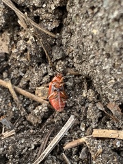 Disonycha leptolineata