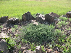 Asparagus brachyphyllus