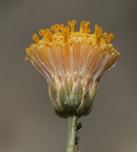Cape Sweetbush