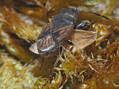 Megalonotus sabulicola