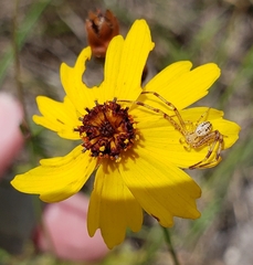 Coreopsis floridana
