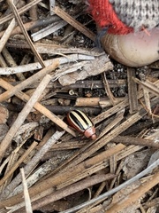 Disonycha leptolineata