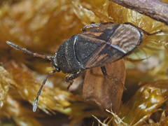 Megalonotus sabulicola
