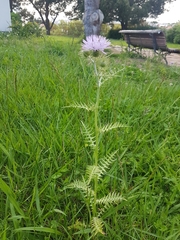 Galactites tomentosus