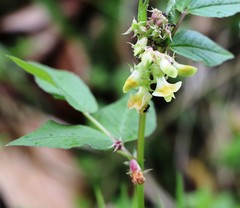Vicia oroboides