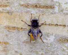 Criorhina ranunculi