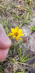 Coreopsis floridana