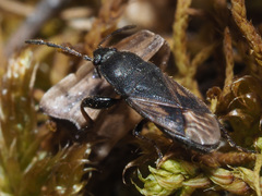 Megalonotus sabulicola