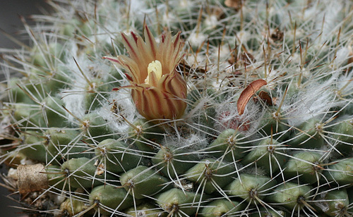 Pichilingue Nipple Cactus