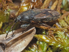 Megalonotus sabulicola