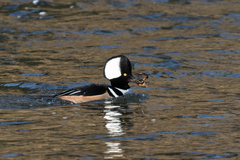 Lophodytes cucullatus