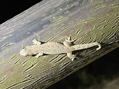 Hemiphyllodactylus hongkongensis