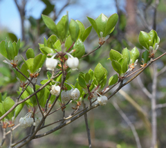 Enkianthus perulatus japonicus
