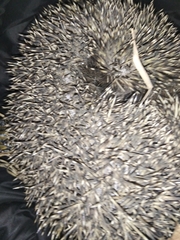 Erinaceus roumanicus