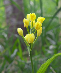 Cephalanthera falcata