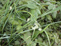 Conopodium majus
