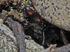 Elaphropus quadrisignatus