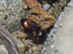Elaphropus quadrisignatus