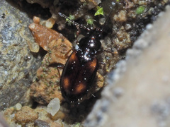 Elaphropus quadrisignatus