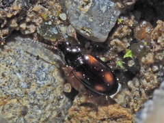 Elaphropus quadrisignatus