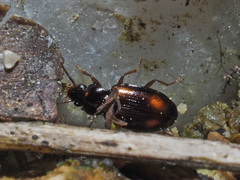 Elaphropus quadrisignatus