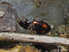 Elaphropus quadrisignatus
