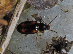 Elaphropus quadrisignatus