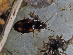 Elaphropus quadrisignatus
