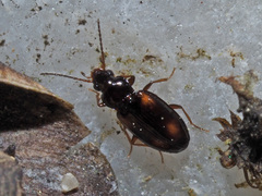 Elaphropus quadrisignatus