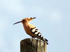 Upupa epops