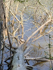 Pseudemys concinna concinna