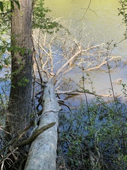 Pseudemys concinna concinna