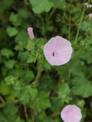 Malva hispanica