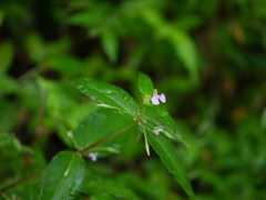 Impatiens minor