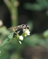 Trachypus spegazzinii